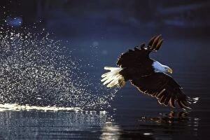States Gallery: Bald Eagle - In flight, catching fish