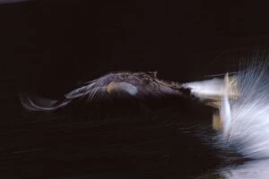 Bald eagle - In flight, catching fish, blurred motion