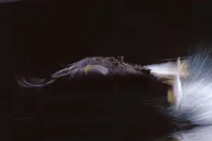 Power Prints: Bald eagle - In flight, catching fish Pacific Northwest, USA BE7838