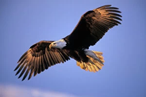 Wings Collection: Bald Eagle - in flight. Early morning light. BE5371