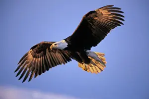 Bald Eagle - in flight. Early morning light. BE5371