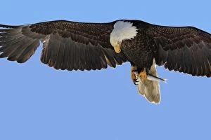 Images Dated 21st March 2008: Bald Eagle - in flight with fish prey