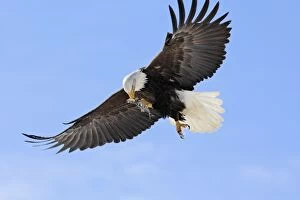 Images Dated 21st March 2008: Bald Eagle - in flight with fish prey