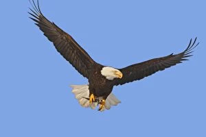 Images Dated 22nd March 2008: Bald Eagle - in flight - with fish prey