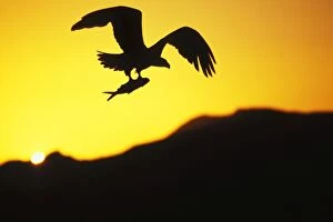 Images Dated 17th December 2004: Bald Eagle In flight, with fish Summer sunset Pacific Northwest, USA BE7833