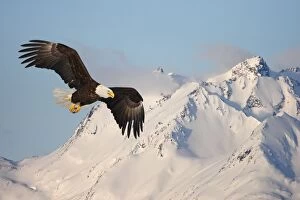 Images Dated 17th March 2008: Bald Eagle - in flight. Homer - Kenai Peninsula - Alaska - USA
