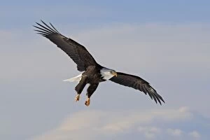 Images Dated 21st March 2008: Bald Eagle - in flight. Homer - Kenai Peninsula - Alaska - USA