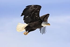 Images Dated 21st March 2008: Bald Eagle - in flight. Homer - Kenai Peninsula - Alaska - USA