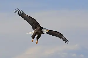 Bald Eagle - in flight. Homer - Kenai Peninsula - Alaska - USA