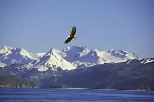 Free Prints: Bald Eagle In flight over Kachemak Bay, Alaska April BE5547