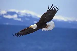 Power Prints: Bald Eagle - In flight over Kachemak Bay, Alaska March BE2458