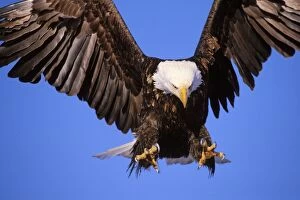Bald Eagle - In flight, preparing to land