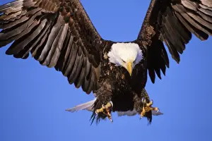 Power Prints: Bald Eagle - In flight, preparing to land Alaska BE5384