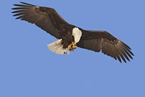 Images Dated 22nd March 2008: Bald Eagle - in flight with prey