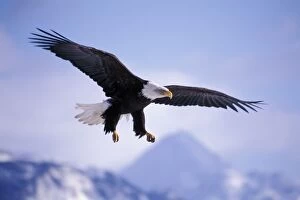 Bald Eagle - In flight, soaring