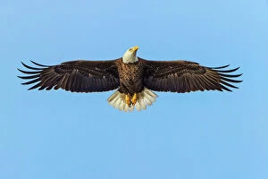 Eagle Collection: Bald eagle flying, Florida Date: 10-01-2019