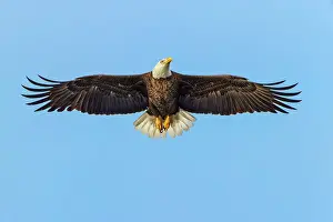 Florida Prints: Bald eagle flying, Florida Date: 10-01-2019