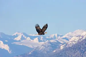 Keren Prints: Bald Eagle flying over snow mountain, Haines, Alaska, USA Date: 19-11-2011