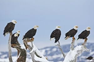 Images Dated 21st March 2008: Bald Eagle - group perched on branches. Homer - Kenai Peninsula - Alaska - USA
