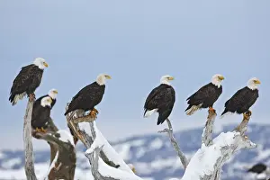 Bald Eagle - group perched on branches. Homer - Kenai Peninsula - Alaska - USA