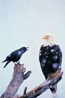 Bird Of Prey Collection: Bald Eagle - Being harassed by crow during winter snowstorm. Alaska. BE2635