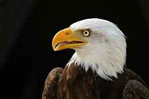 Bald Eagle - head