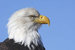 Images Dated 17th March 2008: Bald Eagle. Homer - Kenai Peninsula - Alaska - USA