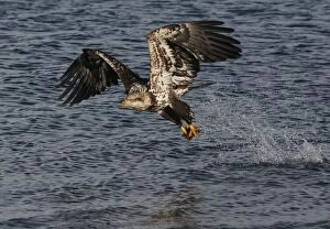 Bald Eagle - Immature fishing the waters of Homer Alaska