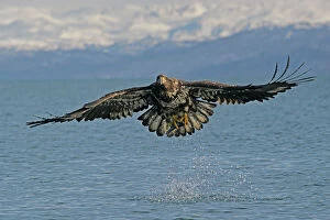Fishing Collection: Bald Eagle - Immature in flight. Homer Alaska