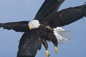 Images Dated 24th February 2006: Bald Eagle - Kenai Peninsula, Alasksa. Feb. USA