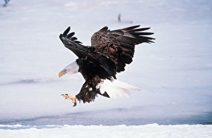 Images Dated 8th September 2010: BALD EAGLE - landing