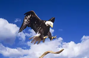 Bald Eagle Landing