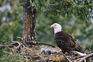 Images Dated 14th August 2007: Bald Eagle - at nest with chicks Western North America
