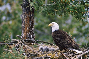 Images Dated 14th August 2007: Bald Eagle - at nest with chicks Western North America