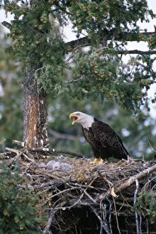 Images Dated 12th October 2006: Bald Eagle - at nest North America