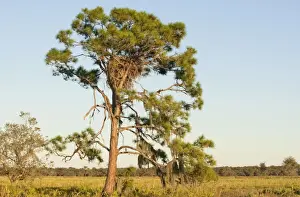 In Flight Prints: Bald Eagle nest in tree - Florida. January
