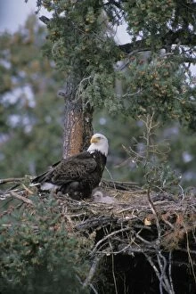 Images Dated 18th January 2005: Bald eagle - At nest with young eaglets May Western N. A