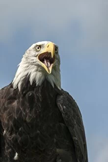 Images Dated 19th September 2015: Bald Eagle with open mouth (controlled conditions)