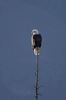 Bald Eagle - perched on tree