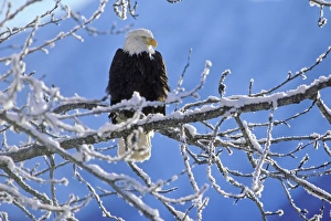 Bald Eagle - perched on tree limb after winter snow