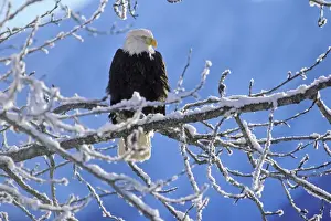 Backlit Prints: Bald Eagle - perched on tree limb after winter snow. BE1430