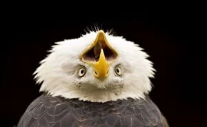 Bald Eagle - Portrait, calling with head thrown back