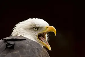 Bald Eagle Portrait while calling North America