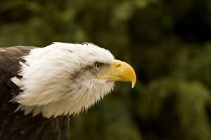 Images Dated 23rd March 2007: Bald Eagle Portrait North America