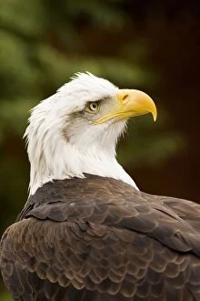 Images Dated 23rd March 2007: Bald Eagle Portrait North America