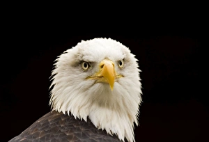 Images Dated 23rd March 2007: Bald Eagle Portrait North America