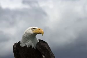 Images Dated 8th July 2014: Bald Eagle portrait and stormy sky