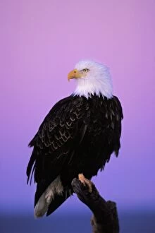 Images Dated 9th September 2004: Bald Eagle - Sitting on perch a half hour before sunrise BE5718