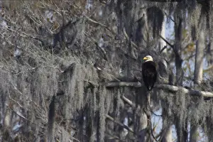 Bromeliad Prints: Bald Eagle - in Spanish Moss draped tree Cypress Lake, florida, USA BI001224