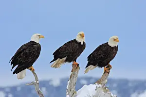 Alaska Prints: Bald Eagle - three. Homer - Kenai Peninsula - Alaska - USA